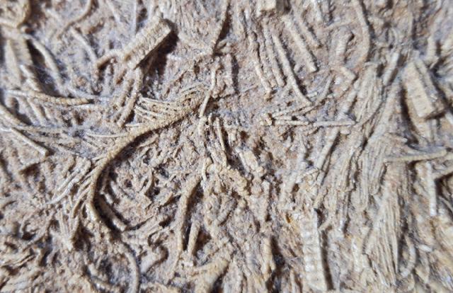 Pentacrinites aff. scalaris (GOLDFUSS 1831) - Bild &copy; FossNet FossilienStore